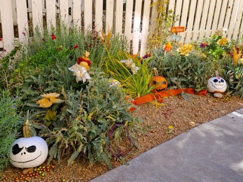 Four Seasons Memory Care Pumpkin Patch